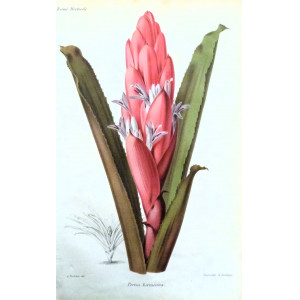 Portea kermesina. Parigi, Guillaume Severeyns, 1850 circa.