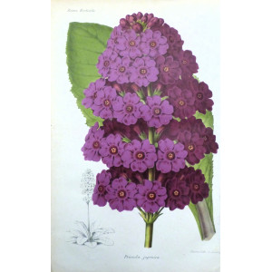 Primula japonica. Parigi, Guillaume Severeyns, 1850 circa.
