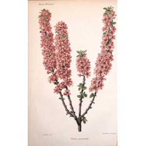 Prunus prostata. Parigi, Guillaume Severeyns, 1850 circa.
