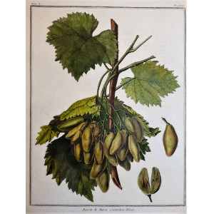 Raisin de Maroc-Cornichon blanc. Parigi, Jean-Baptiste François Rozier, 1781-1800.