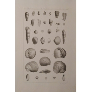 Recherches géologiques-Fossiles du Mont Salève-Planche A. Parigi, Victor Masson et Fils, 1867.