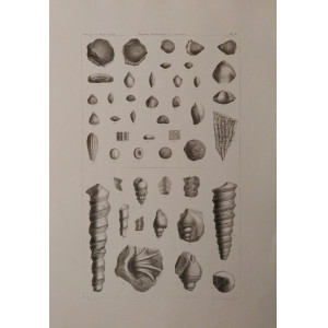 Recherches géologiques-Fossiles du Mont Salève-Planche B. Parigi, Victor Masson et Fils, 1867.