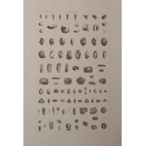 Recherches géologiques-Fossiles du Mont Salève-Planche C. Parigi, Victor Masson et Fils, 1867.