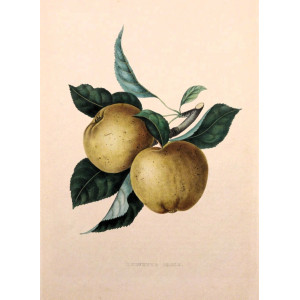 Reinette Grise. Bruxelles, F. Parent, 1853-1860.