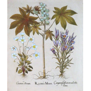 Ricinus minor-Campanula-Gramen pernassi. Norimberga, Basilius Besler, 1613.