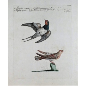 Rondine comune o domestica-Rondine riparia o rondine montana. Firenze, S. Manetti - L. Lorenzi - V. Vanni, 1767 - 1776.