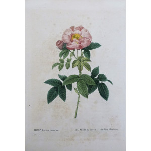 Rosa gallica caerulea. Parigi, Pierre Joseph Redouté, 1824-1826.
