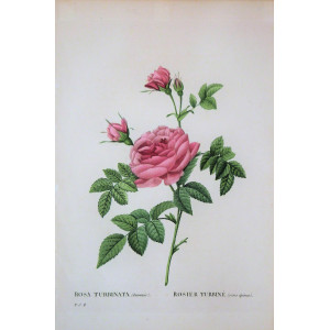 Rosa turbinata. Parigi, Pierre Joseph Redouté, 1828-1829. 