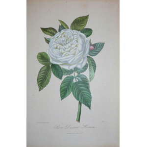 Rose Docteur Hénon. Parigi, Visto, 1851-1872.