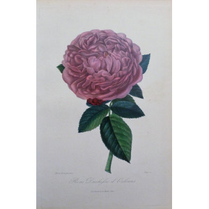 Rose Duchesse d'Orléans. Parigi, Visto, 1851-1872.