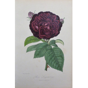 Rose Laquintinye. Parigi, Visto, 1851-1872.