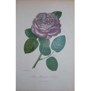 Rose Madame Vidot. Parigi, Visto, 1851-1872.