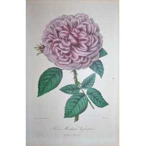 Rose Madame Vigneron. Parigi, Visto, 1851-1872.