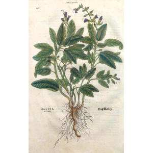 Salvia maior. Basilea, Leonhart Fuchs, 1542.