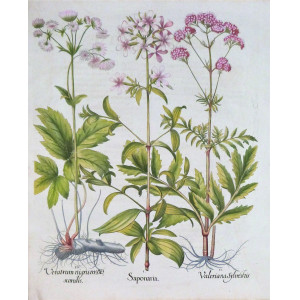 Saponaria-Valeriana-Veratrum. Norimberga, Basilius Besler, 1613.