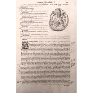 Secunda nona capitis figura. Venezia, Francesco Sanese, 1588. 