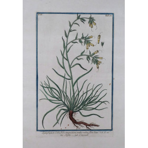 Sinfito. Roma, Bouchard & Gravier, 1772 - 1780.