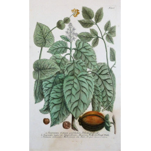 Smyrnium Creticum perfoliatum. Ratisbona, Johann Wilhelm Weinmann, 1737 - 1745.