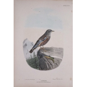 Sordone-Specie CXXVI. Firenze, G. Salvi - A. Manzella, 1879-1906.