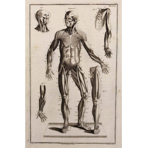 Tableau anatomiques -  Planche 20 - Sistema muscolare. Parigi, Etienne Charpentier, 1758.