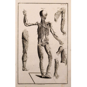 Tableau anatomiques -  Planche 38 - Sistema nervoso: nervi periferici e spinali del corpo umano viste dalla parte posteriore. Parigi, Etienne Charpentier, 1758. 