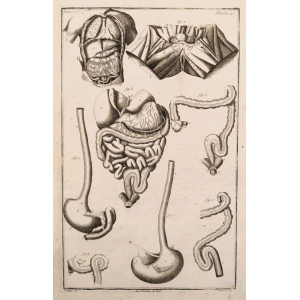 Tableau anatomiques -  Planche 42 - Torace e addome (con i polmoni, il cuore, il fegato e l'intestino);  Sistema digerente; Retto. Parigi, Etienne Charpentier, 1758.