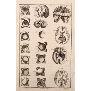 Tableau anatomiques -  Planche 52 - Anatomia dettagliata di due organi di senso e del sistema nervoso centrale: il cervello umano e gli occhi. Parigi, Etienne Charpentier, 1758.