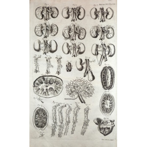 Tabulae anatomicae -  Anatomia del rene. Venezia, Bartolomeo Locatelli, 1769.