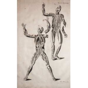 Tabulae anatomicae -  Apparato circolatorio. Venezia, Bartolomeo Locatelli, 1769. 