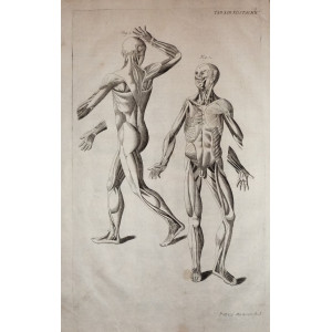Tabulae anatomicae -  Sistema muscolare. Venezia, Bartolomeo Locatelli, 1769.