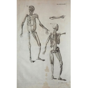 Tabulae anatomicae -  Apparato muscolo-scheletrico. Venezia, Bartolomeo Locatelli, 1769.