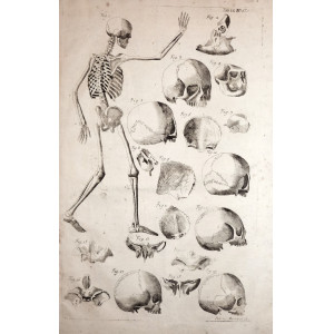Tabulae anatomicae -  Apparato scheletrico e cranio. Venezia, Bartolomeo Locatelli, 1769.