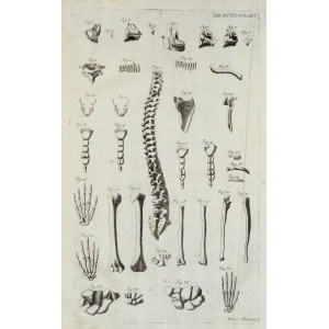 Tabulae anatomicae - Anatomia della colonna vertebrale e l'antomia dentale. Venezia, Bartolomeo Locatelli, 1769.