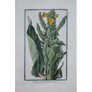 Tasso barbasso. Roma, Bouchard & Gravier, 1772 - 1780.