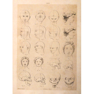 Tav. III - anatomia umana. Torino, Salussolia, 1852 - 1854.