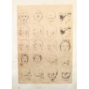 Tav. III - anatomia umana. Torino, Salussolia, 1879.