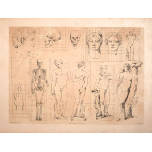 Tav. L - anatomia umana. Torino, Salussolia, 1852 - 1854. 