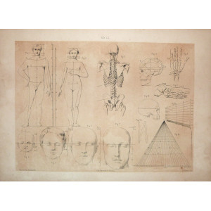 Tav. LI - anatomia umana. Torino, Salussolia, 1852 - 1854.  