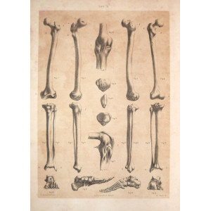 Tav. X - anatomia umana. Torino, Salussolia, 1852 - 1854.