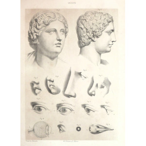 Tav. XXVIII - anatomia umana. Torino, Salussolia, 1852 - 1854.