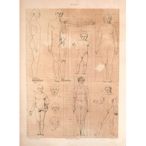 Tav. XLVII - anatomia umana. Torino, Salussolia, 1852 - 1854.
