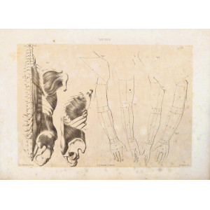 Tav. XVIII - Anatomia umana. Torino, Salussolia, 1879.