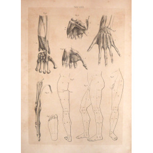 Tav. XXII - anatomia umana. Torino, Salussolia, 1852 - 1854.  