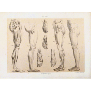 Tav. XXIV - Anatomia umana. Torino, Salussolia, 1879.