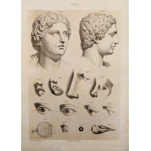 Tav. XXVIII - Anatomia umana. Torino, Salussolia, 1879.