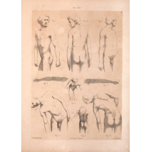 Tav. XXXI - anatomia umana. Torino, Salussolia, 1852 - 1854.