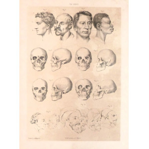 Tav. XXXVII - anatomia umana. Torino, Salussolia, 1852 - 1854.