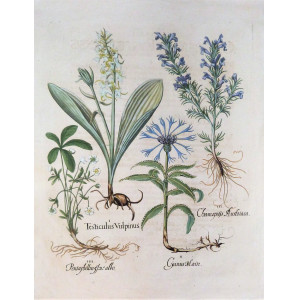 Testiculus Vulpinus-Chamaepitys Austriaca-Pentaphyllon-Cyanus Major. Norimberga, Basilius Besler, 1613.