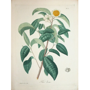 Thé bou. Parigi, Hocquart, 1821-1825.