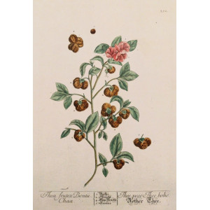 Thea frutex Bontii Chaa. Norimberga, Elisabeth Blackwell, 1757 - 1773.